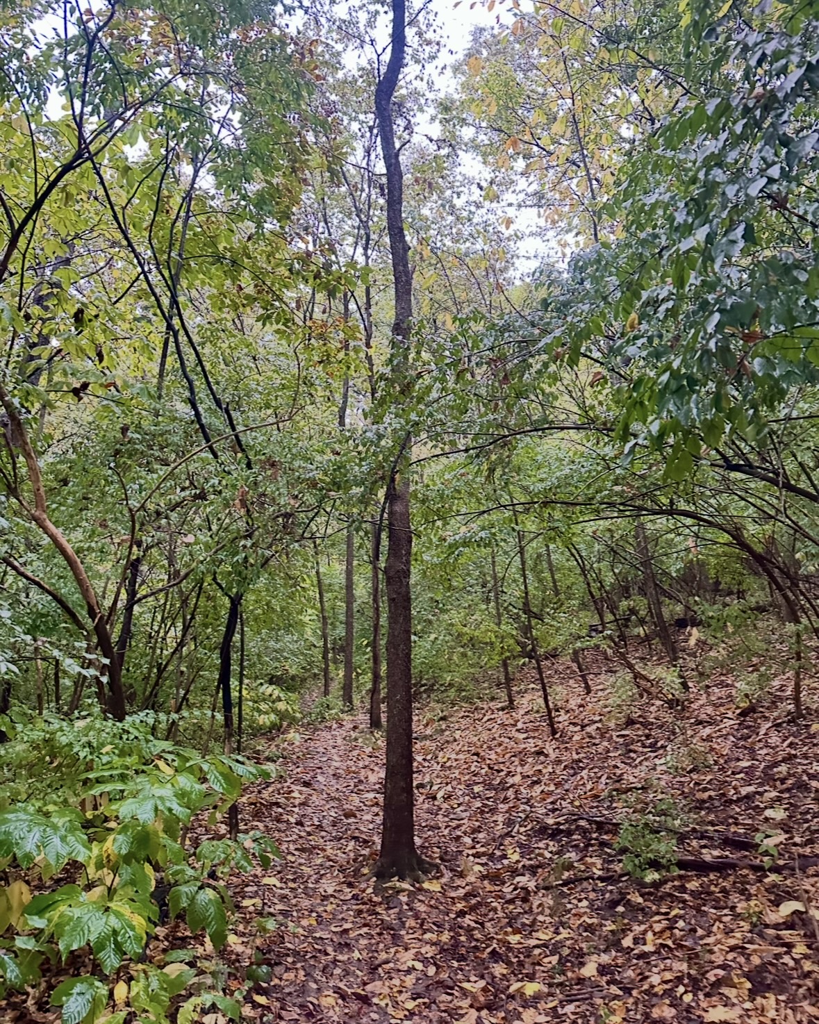 Wet trail