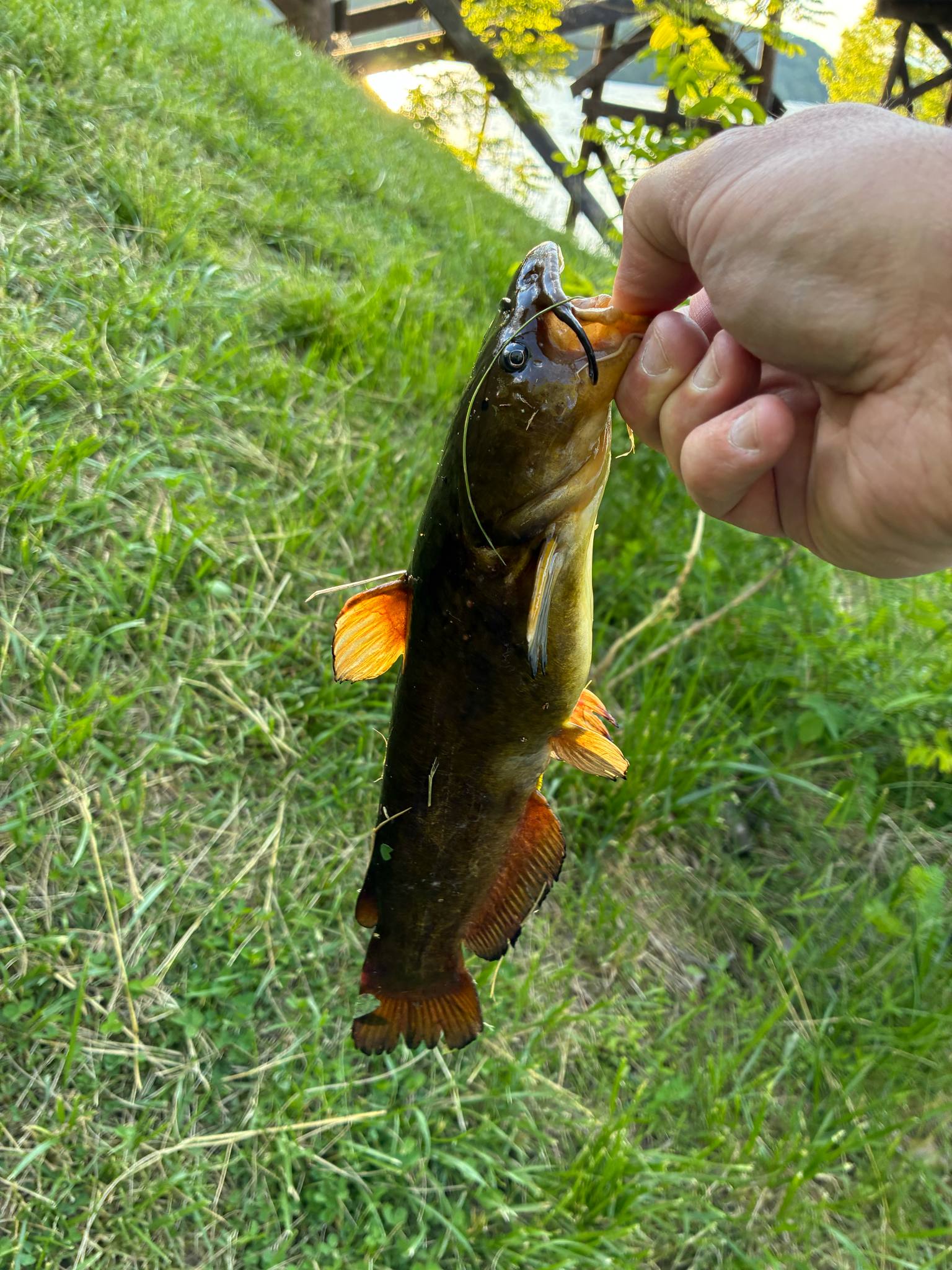 GW BMZ FISH