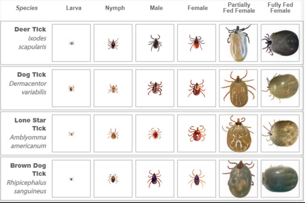 ticks chart 1